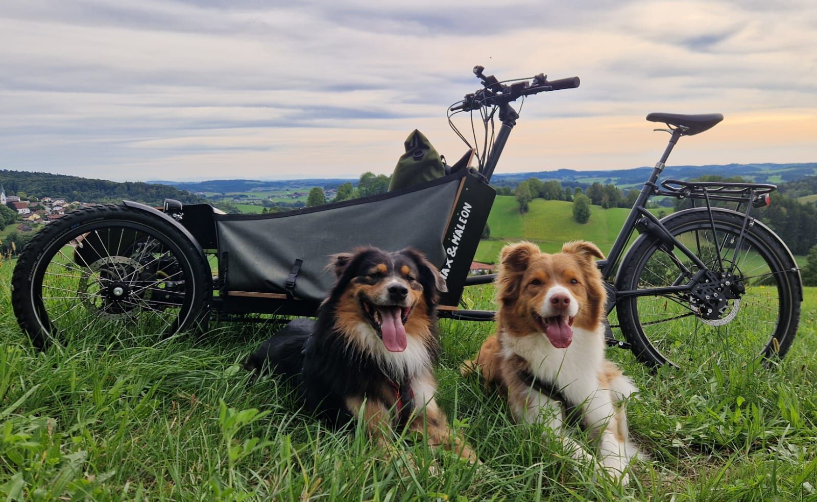 Zwei Australian Shepherds liegen im Gras vor einem Transporter Bike