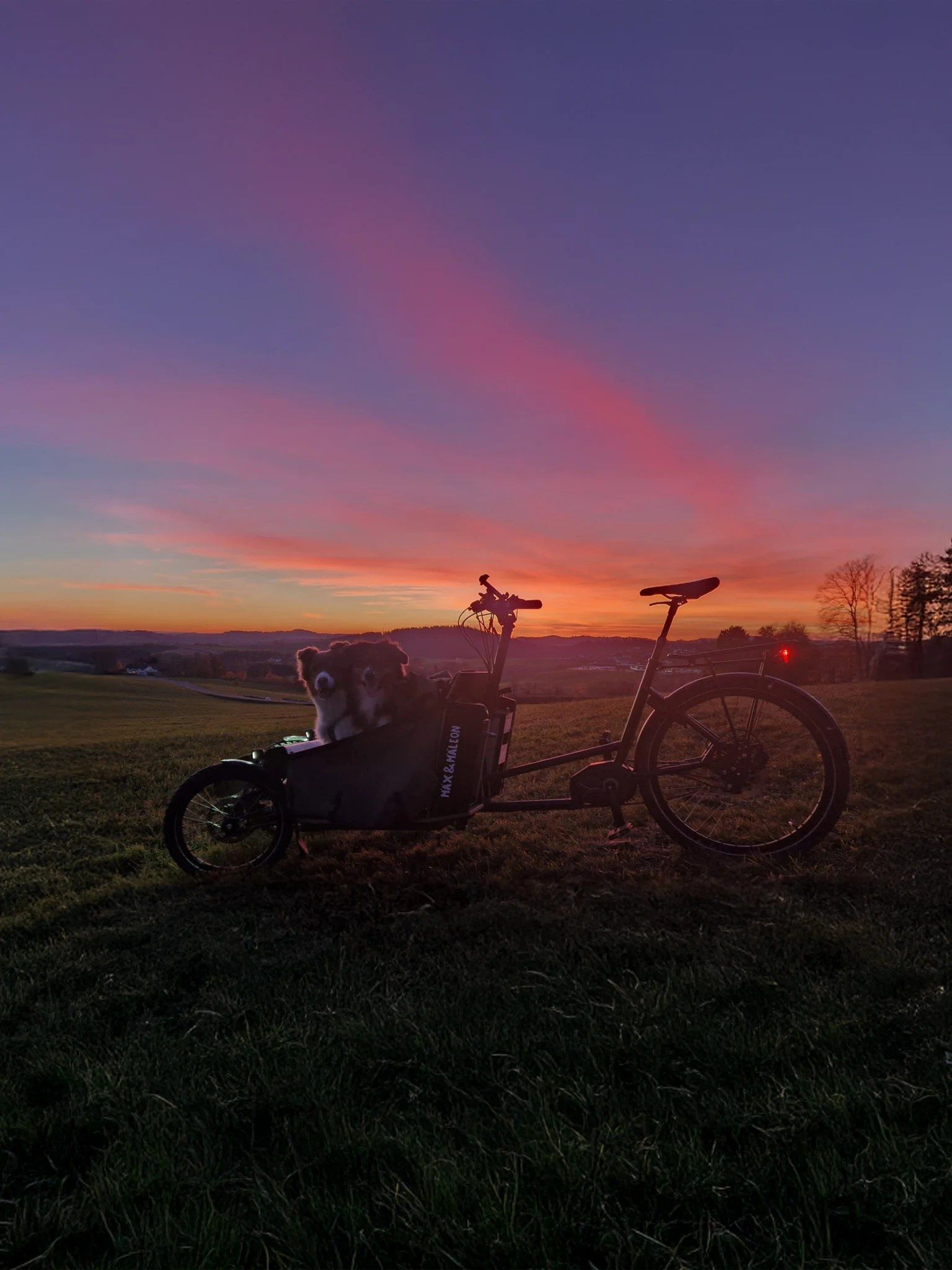 Zwei Hunde in der Box eines Transporter Bikes vor einem Sonnenuntergang