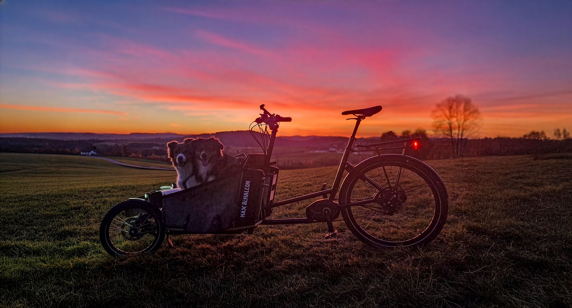 Zwei Hunde in der Box eines Transporter Bikes vor einem Sonnenuntergang